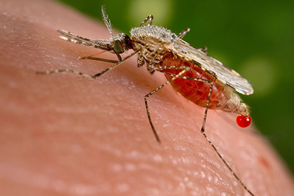 Разрешено применение генетичеки модифицированных комаров в качестве оружия