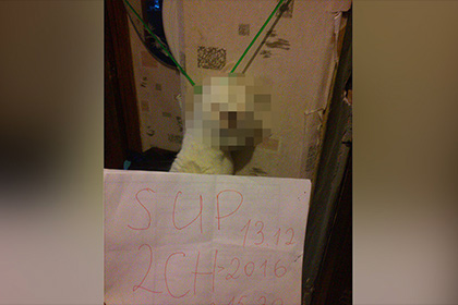 В сети пообещали «найти и покарать» повесившего кота в прямом эфире живодера