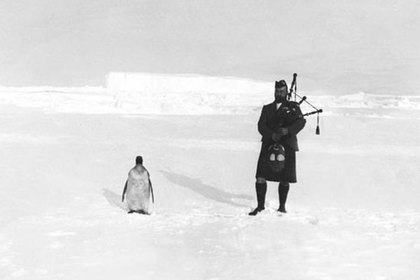 В сети устроили «войну правок» под фото волынщика и пингвина в «Википедии»