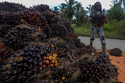 Индонезия резко повысит вывозные пошлины на пальмовое масло