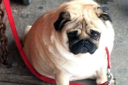 Ирландец собрал сотни снимков грустных псов на поводках