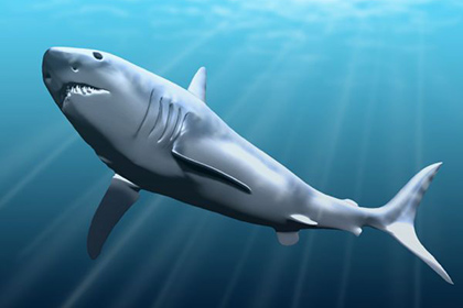 Найдена новая причина вымирания гигантских акул-убийц