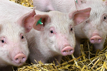 Россия продолжит спор с ВТО из-за европейских свиней