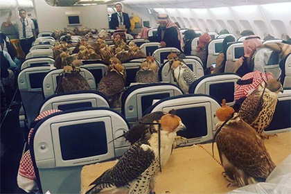 Саудовский принц посадил 80 соколов в салон пассажирского самолета
