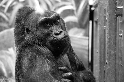 Старейшая жившая в неволе горилла умерла в возрасте 60 лет