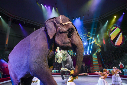 Старейший передвижной цирк США закроется из-за зоозащитников