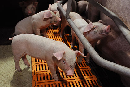 Украинским свиньям предрекли вымирание к лету 2017 года