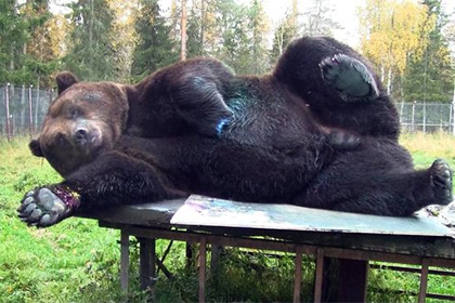 В Финляндии открылась выставка нарисованных медведем картин