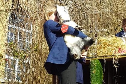 Британская школа завела карликовых коз для воспитания учеников