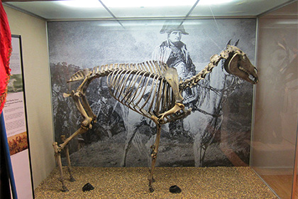 Ирландская деревня потребовала у британского музея скелет коня Наполеона
