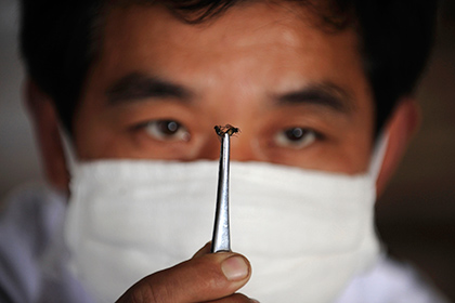 Китайские мухи оказались разносчиками супербактерий