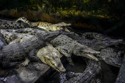 Кости живших 3 тысячи лет назад крокодилов нашли в Китае