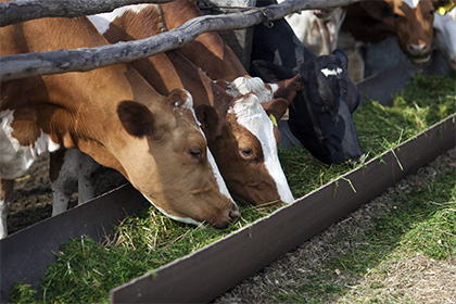 Минсельхоз предложил отказаться от ускоренного импортозамещения мяса и молока