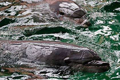 Названы возможные причины гибели сотен черных дельфинов в Новой Зеландии