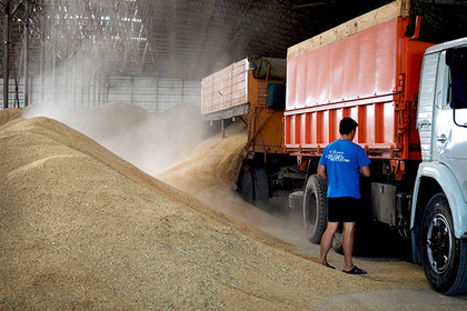 Перспективы урожая зерновых в России назвали пугающе хорошими