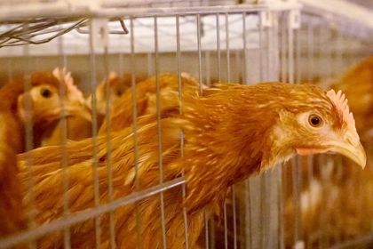 Россельхознадзор запретит ввоз мяса птицы из ряда европейских стран