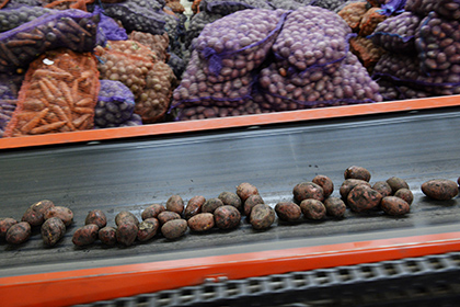 Россия столкнулась с перепроизводством картофеля