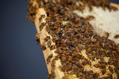 Бразильская пенсионерка погибла после 500 укусов пчел