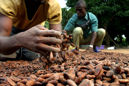 Кот-д'Ивуар пересмотрит бюджет из-за падения цен на какао