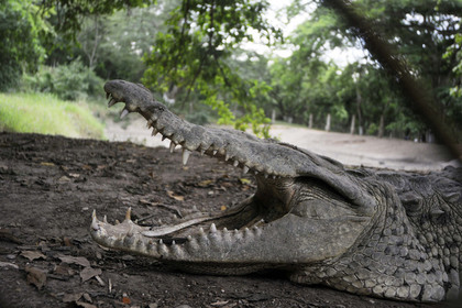 Крокодил убил 19-летнего футболиста в Мозамбике