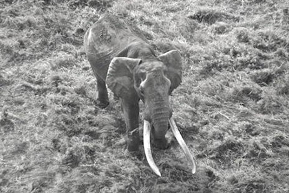 Одного из последних слонов с гигантскими бивнями убили в Кении