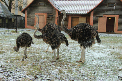 Пугливый страус погиб в зоопарке Калининграда из-за посетителей