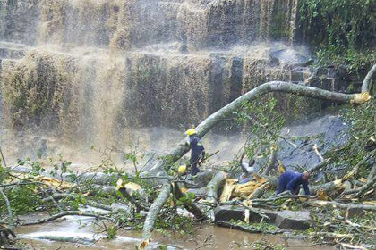 В Гане в результате падения дерева погибли 20 школьников
