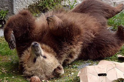 В немецком зоопарке застрелили покинувшего клетку медведя