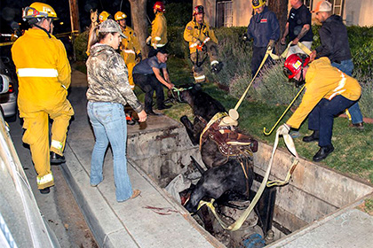 Американские пожарные спасли провалившуюся под землю лошадь