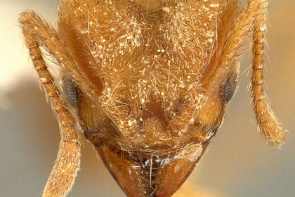 Новый вид «грибных фермеров»-муравьев назвали в честь Radiohead
