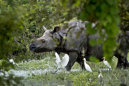 Освобожденный непальский носорог атаковал наездников на слонах