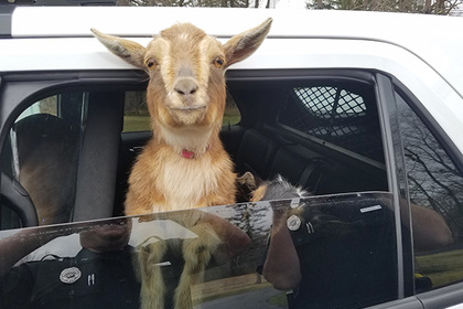 В США полицейский задержал двух коз
