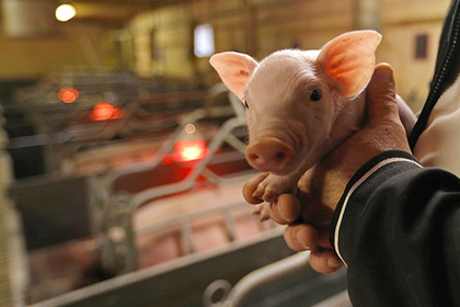 В свиньях начнут выращивать человеческие органы