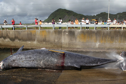 Японские китобои убили 333 полосатика в Антарктике ради исследований