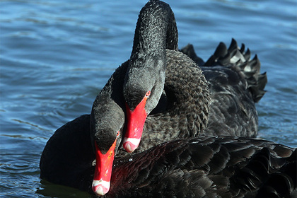 Китайцы украли и съели черного лебедя из шанхайского парка