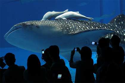 Раскрыта причина появления гигантских морских животных