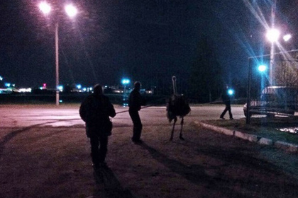 Украинские полицейские гонялись за страусами по шоссе
