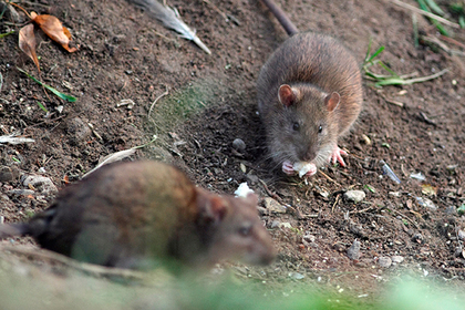 Украинские СМИ рассказали о захвативших власть во Львове крысах
