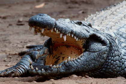 В Зимбабве крокодилы съели показывавшего чудо священника