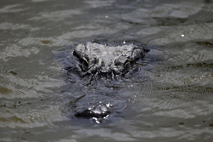 Во Флориде аллигатор напал на 10-летнюю девочку