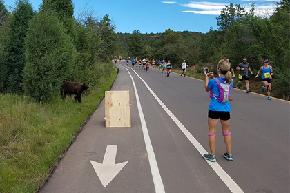 Дикий медведь присоединился к массовому забегу в Колорадо