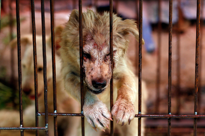 Фестиваль собачьего мяса открылся в Китае несмотря на протесты правозащитников