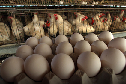 Куриные яйца в США подешевели до минимума за 10 лет