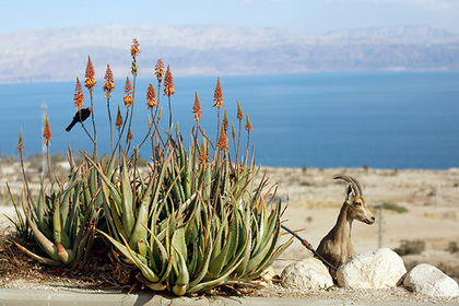 На дне Мертвого моря нашли следы древней катастрофы
