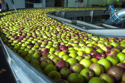Польские фермеры решили выращивать яблоки в Смоленской области