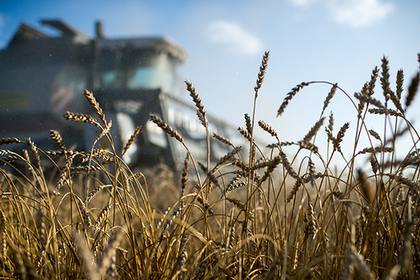 России предсказали рекордный экспорт пшеницы в следующем году