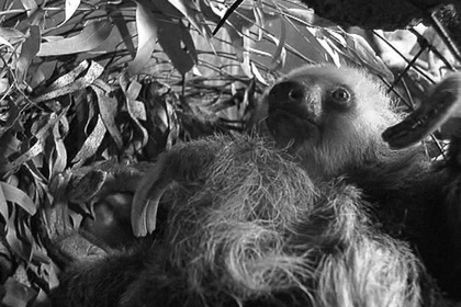 Старейшего ленивца в мире усыпили в Австралии