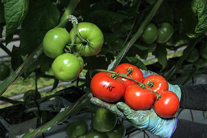 Ткачев назвал срок действия эмбарго в отношении турецких помидоров