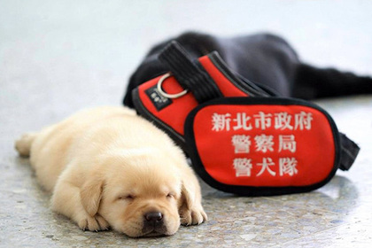 В полицию Тайваня приняли крошечного щенка лабрадора