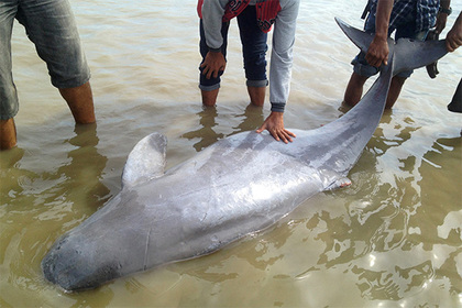 В Шри-Ланке спасли выбросившихся на берег дельфинов